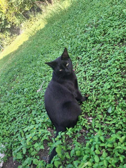 Im curious, does it mean somthing when your cat is constantly following you