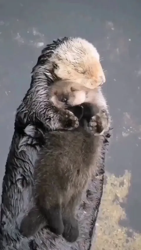 Mother otter puts her pup on her belly so they can nap together