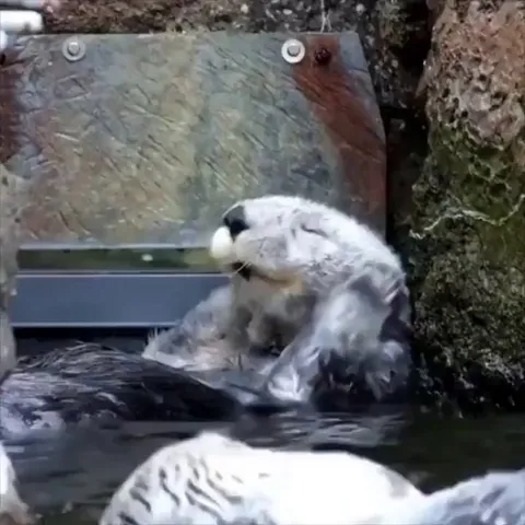 Is it even possible to be as happy as an otter?