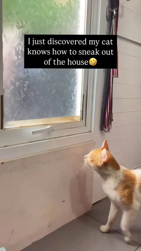 Cat knows how to sneak out of the house like a pro