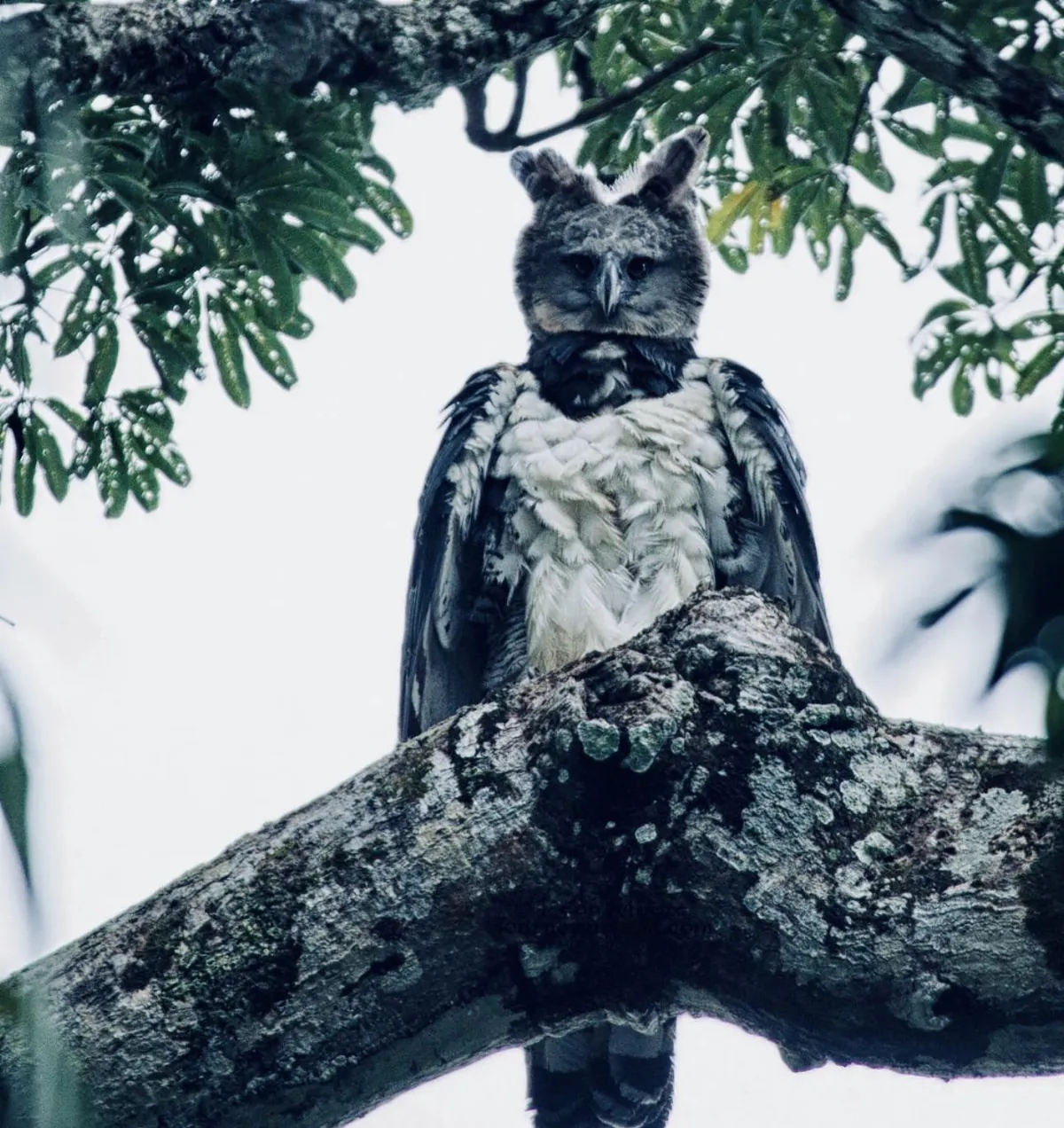 🔥 Predatory Power: The Harpy Eagle Grows to Three Feet and Preys on Small Monkeys