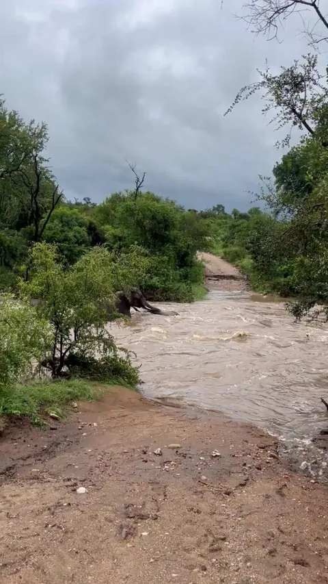 Elephant mum rescues calf from flood