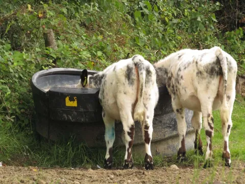 Some recent pictures of Custard and Cream. They do absolutely everything together.