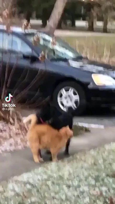 Cat hates everyone but the dog