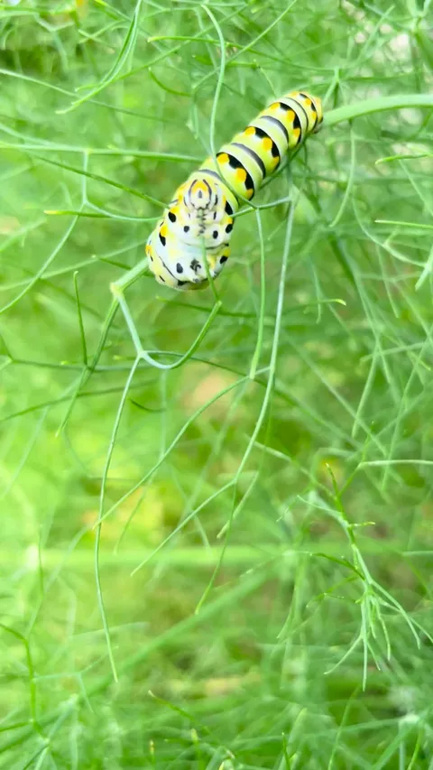 Fat ass eating my fennel