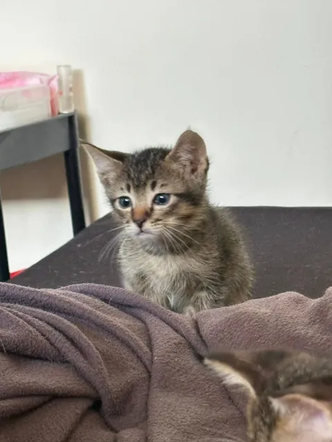 Just adopted Finn from a friend today