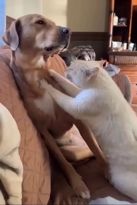 Dog and a Cat giving massage to each other