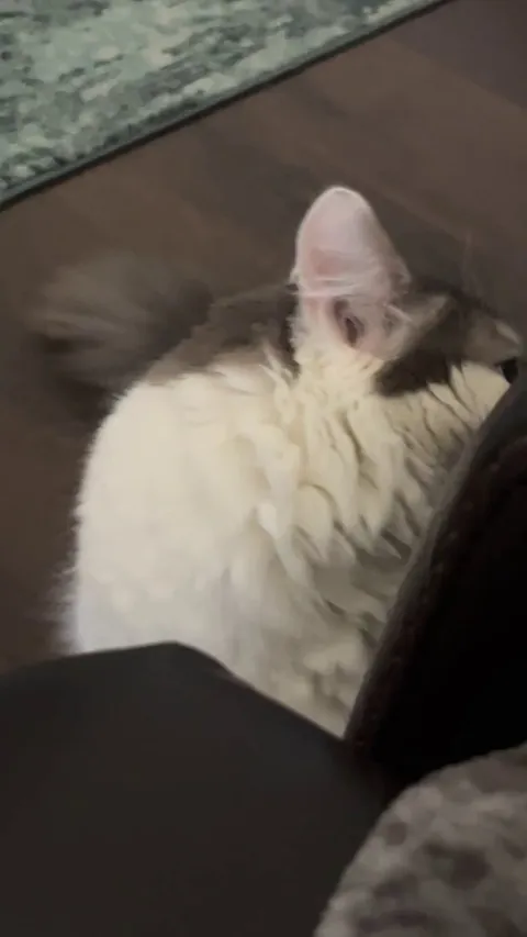 I want to steal my brother’s cat