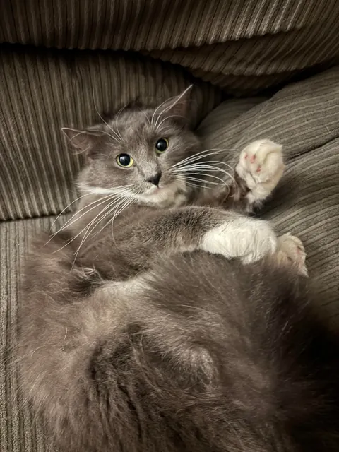 I was told greys aren’t pretty. She says otherwise.