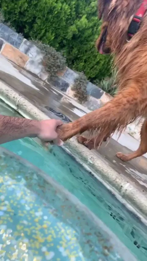 Doggo is worried when his human is in the pool and wants to hold his hand