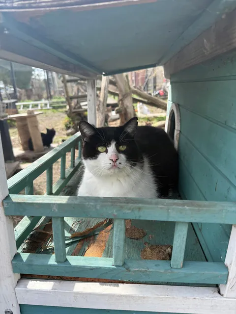 I spent Easter Monday at the cat hospice and have no regrets