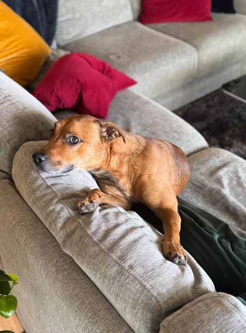 Hope Hector starts your weekend with a smile. And don’t forget to hug your fur babies