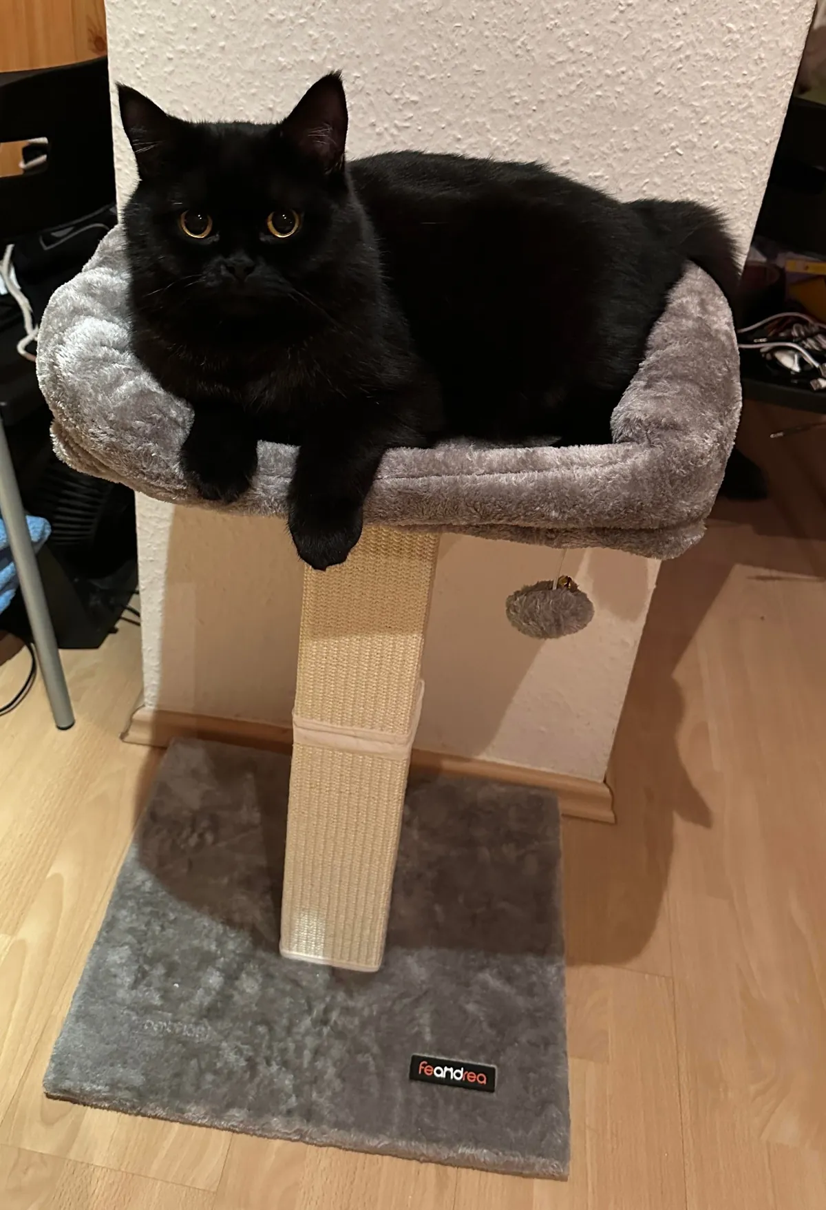 This little goober turned 4 years old today. He’s one of the most expressive cats I have seen.