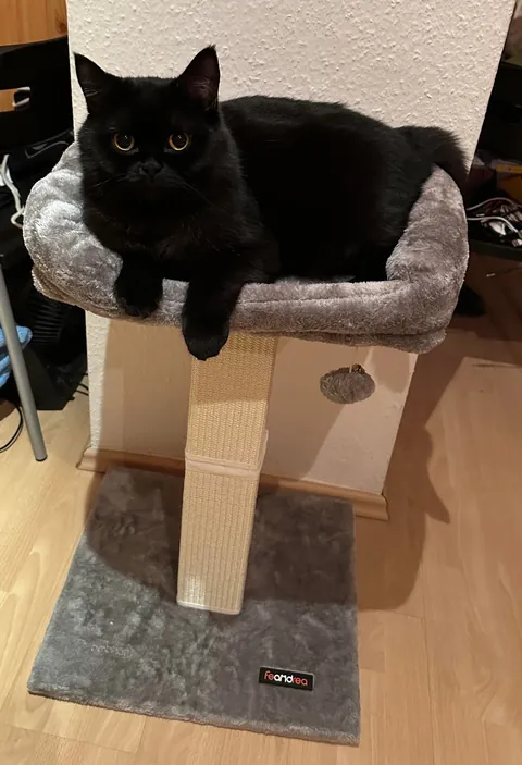 This little goober turned 4 years old today. He’s one of the most expressive cats I have seen.