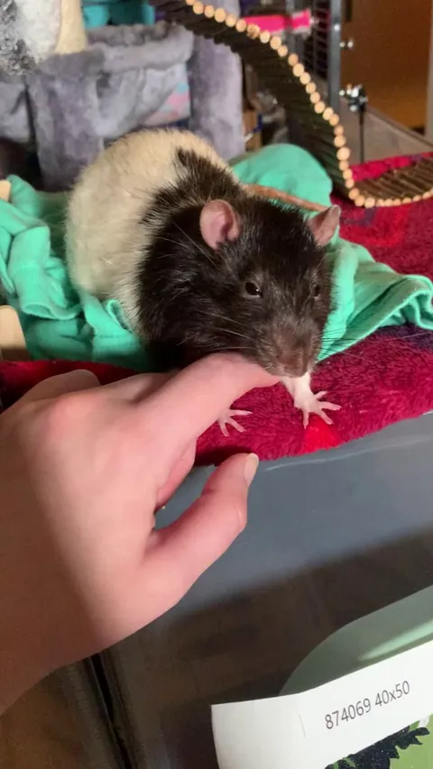 Does he like this or just tolerate it??