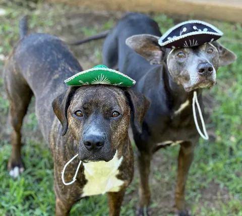 I was adopted 2 years ago today!