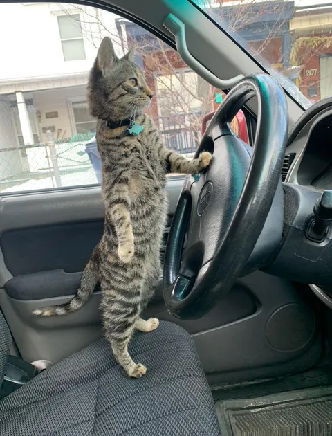 my cat finally got her damn license