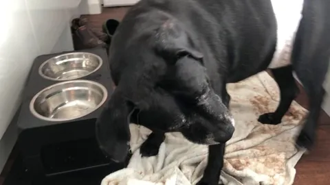 Dexter finally got those legumes.