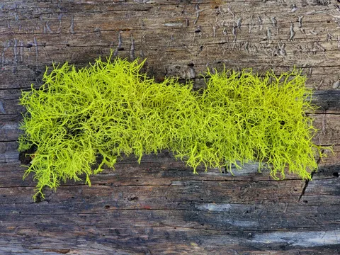 The album cover for my new metal band