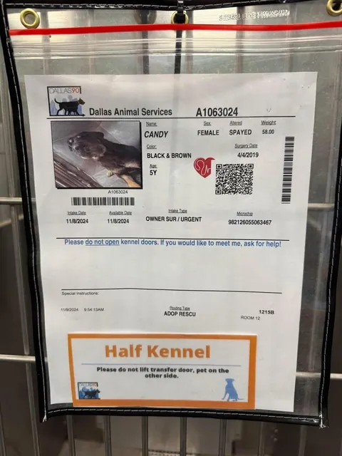 Came across a dog who was in the shelter, turns out it's my dog’s sister! Now they are inseparable! (Swipe!)(OC)