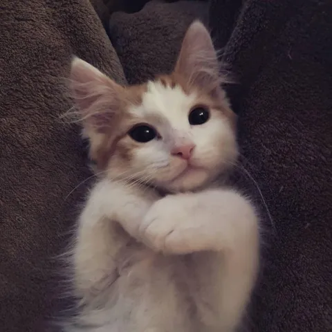 Just adopted this precious little man. Desperate for name ideas!!