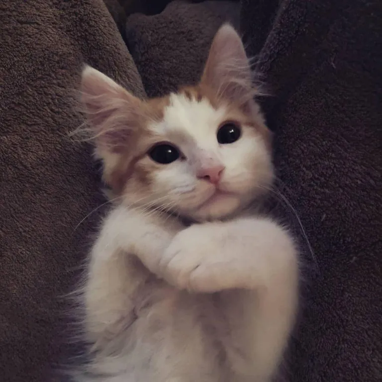 Just adopted this precious little man. Desperate for name ideas!!