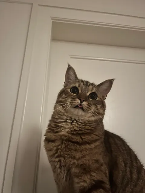 Finally got my own cat! I love her so much 🥹❤️