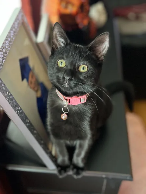 When you’re perfect in every way…..