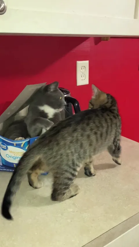 There can be only one!