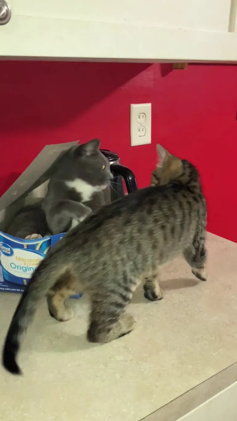 There can be only one!