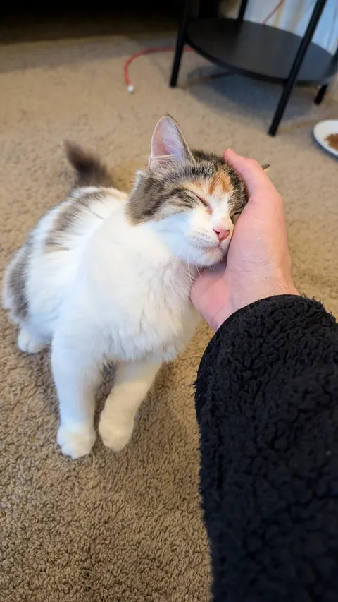 Meet Peppermint. Just adopted today :)