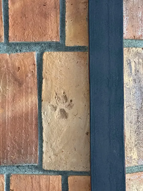 The ceiling tile has a dog foot print.