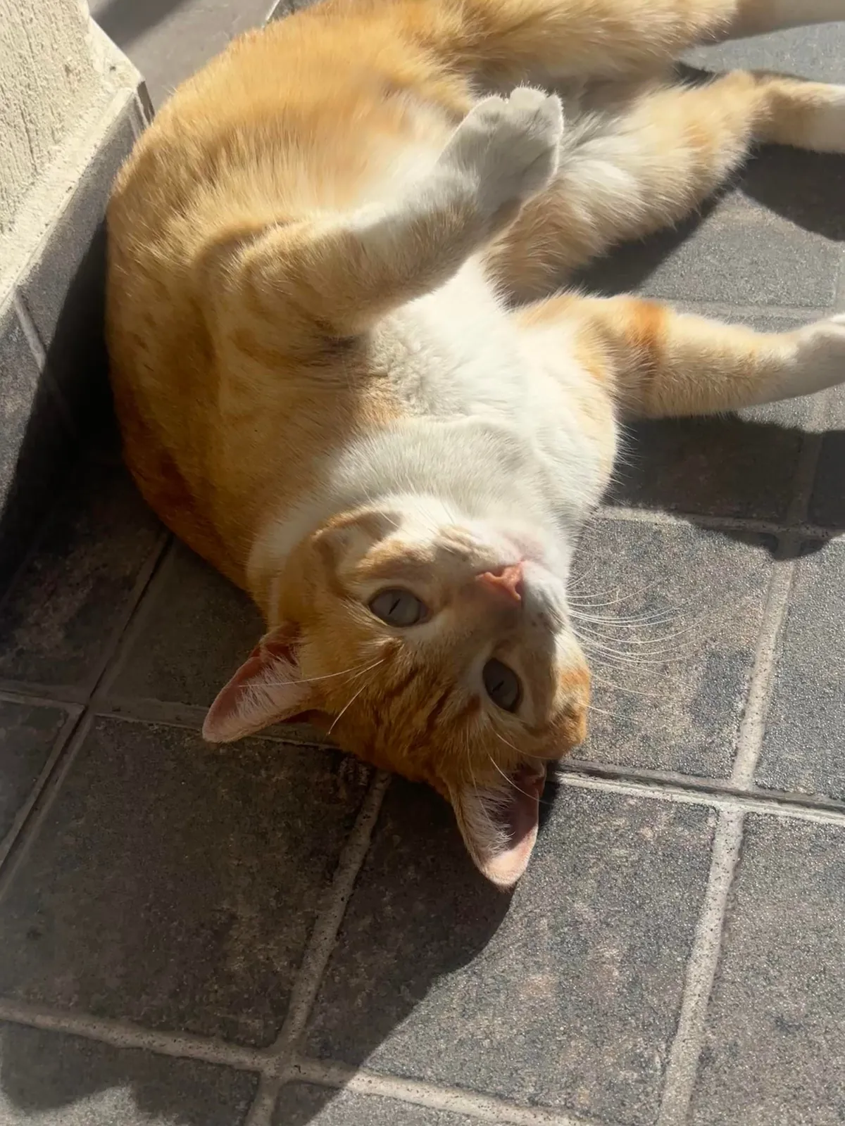 She loves to sunbathe like this 😂