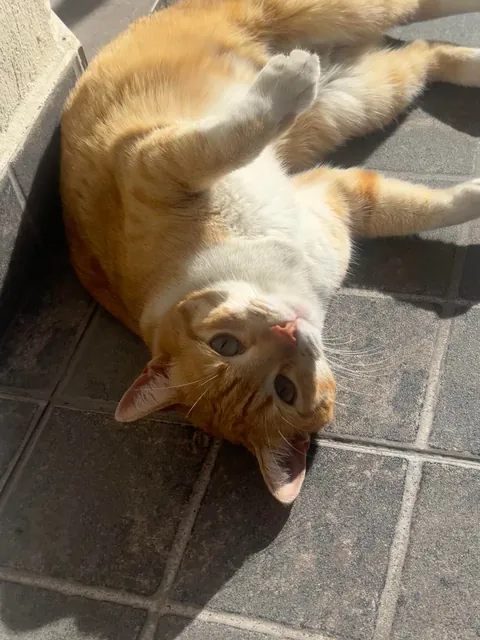 She loves to sunbathe like this 😂