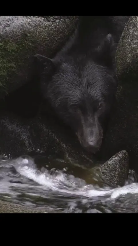 🔥Bear visiting its local supermarket.