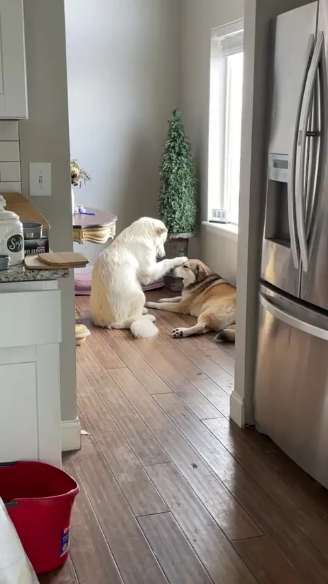 Aspen begging for love by petting and kissing her ‘aunt’ Iris