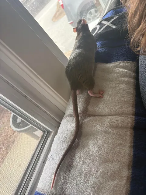 Is my rat a roof rat?