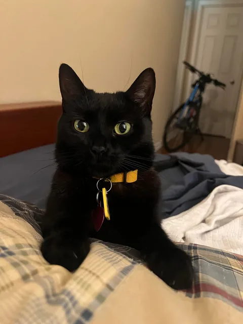 Black Cats Aren't Photogenic...