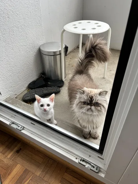 They are the perfect duo