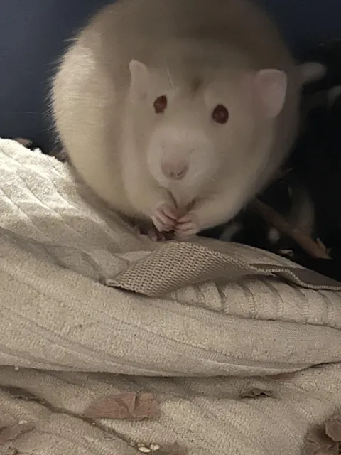 Jeff bit me. In his defence I’m pretty sure it’s due to him being very blind and he thought I had a treat on my hand