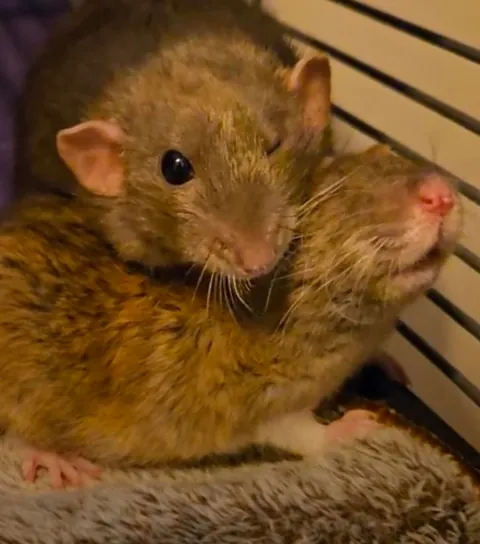 Jimily &amp; friends rat photos dump!