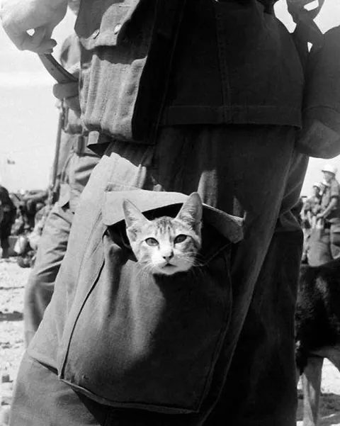 In WWI, around 500,000 cats served in trenches and on ships—controlling rats, boosting morale, and even acting as early gas detectors. They brought comfort to soldiers in the chaos of war. (Some pics are from WWII)