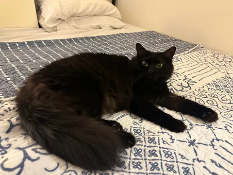 Meet Ahsoka, my brothers' cat