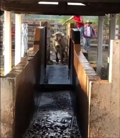 Bull Takes A Flea Dip