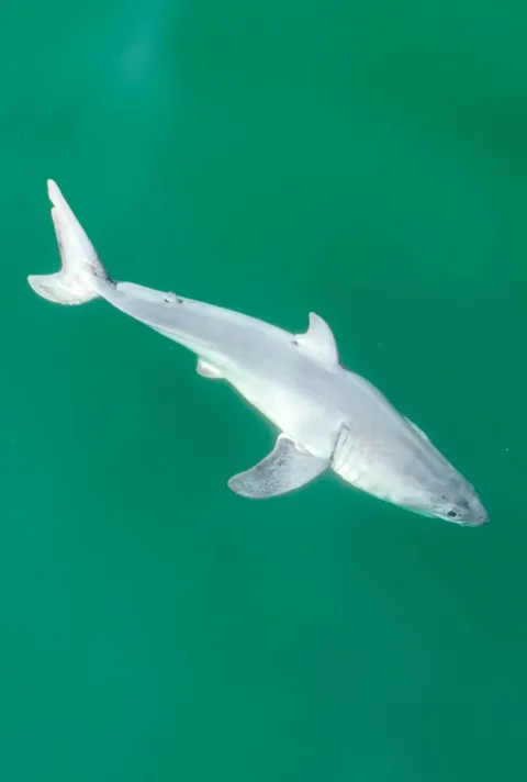 Newborn Great White Sharks Are Incredibly Rare to Come Across. This Is the First Ever Documented Sighting of One.