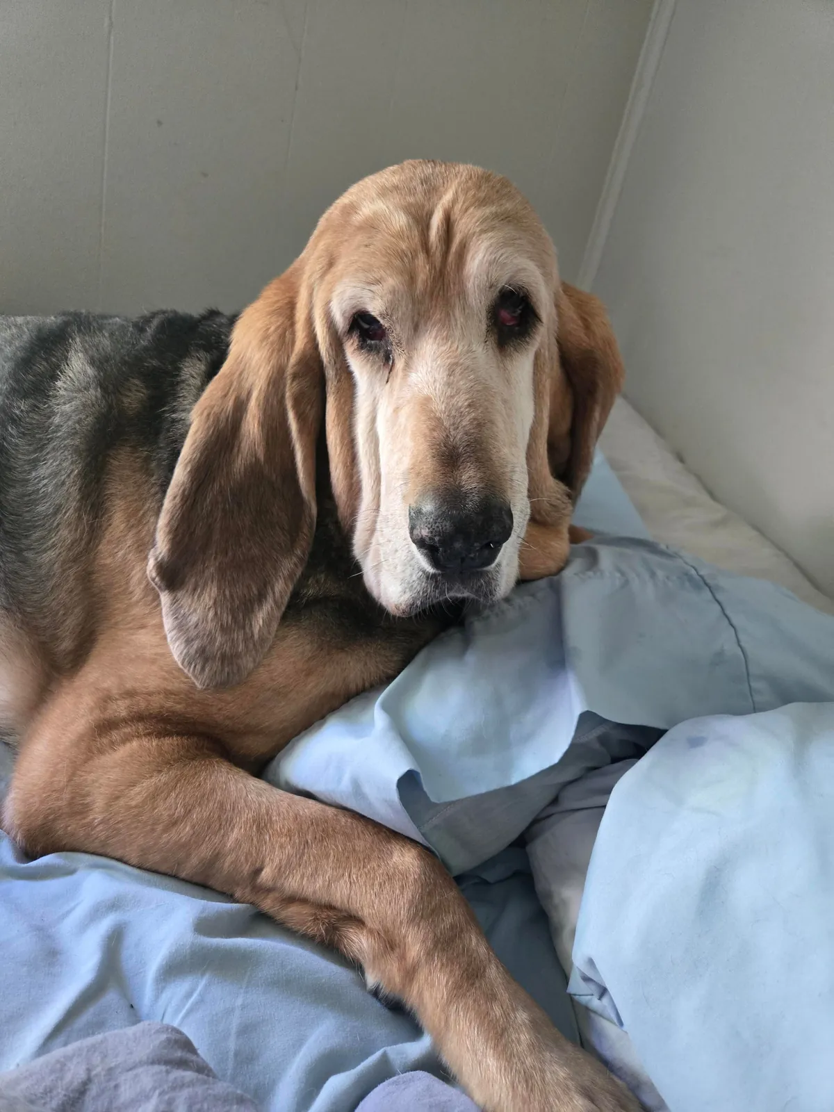 I've only has her for a year but I love this old girl so much! Her name is Gemma and she's about to be 11.