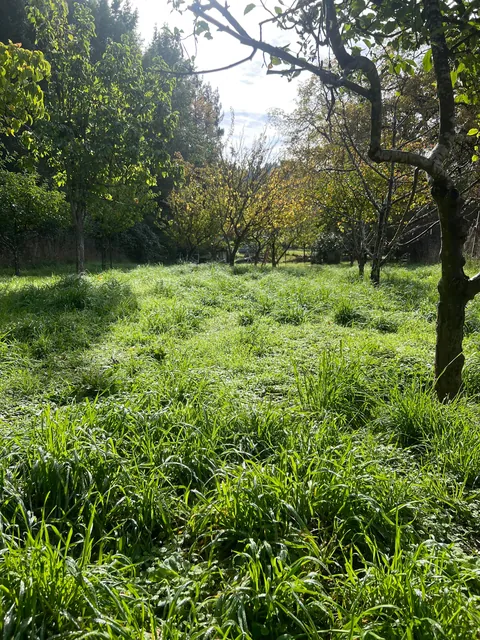Persimmons from my family Orchard