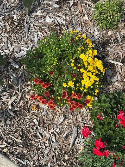 Last year I had 4 yellow mums. This year I have 3.5 yellow mums and .5 of a red mum 😂