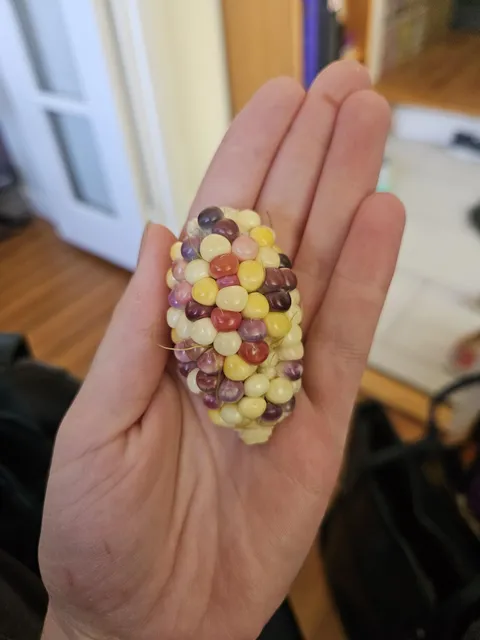 Harvested my first corncob 