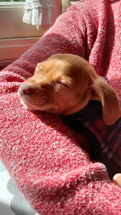 This little guy fell asleep in the sun and stole my heart
